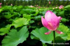 孕妇梦见摘荷花是什么征兆