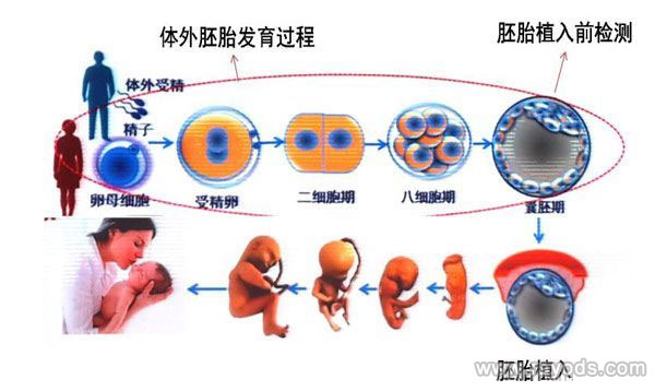 供精试管婴儿的具体流程