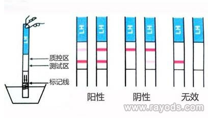 验孕棒怎么用