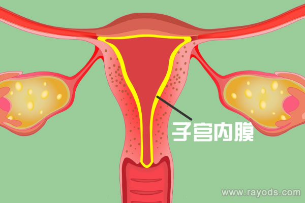 子宫内膜