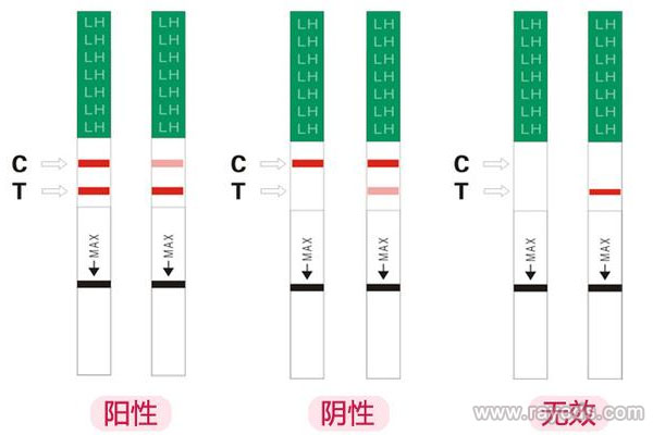 排卵试纸什么时候用