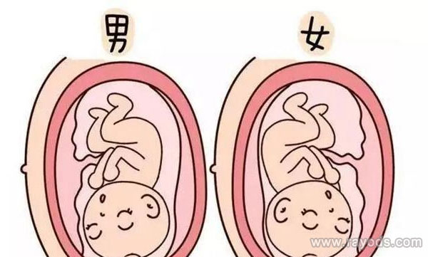 握拳看男女是不准的
