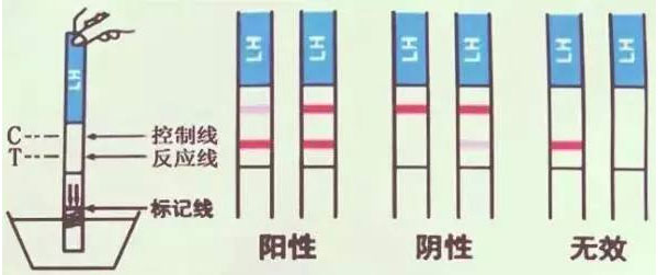 排卵试纸