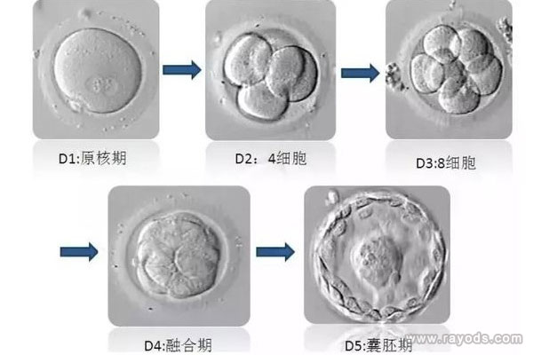 胚胎发育的过程