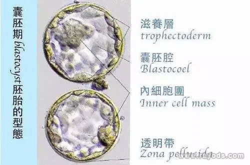 囊胚期的胚胎形态图