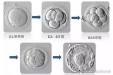 三分钟教你如何识别试管婴儿胚胎等级，科学评估试管婴儿着床率！