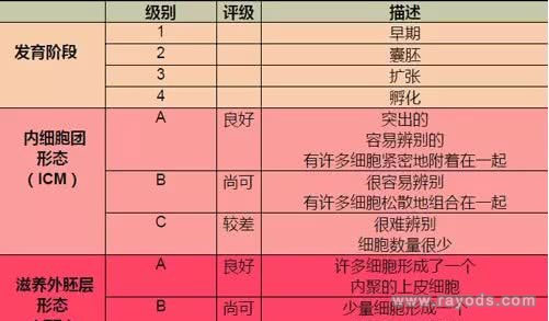 胚胎等级报告
