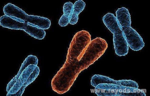 科学的检测二胎性别的方法