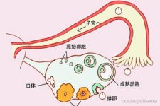 吃妈富隆降FSH值你造吗？连吃4年还能有效助孕