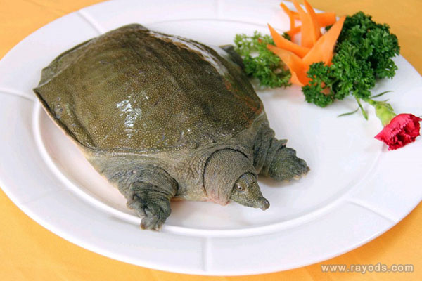 甲鱼