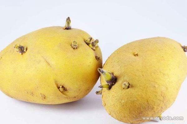 土豆