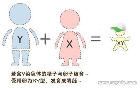 染色体图片