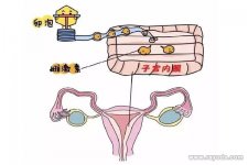 FSH值对女性的作用，偏高原来会影响怀孕