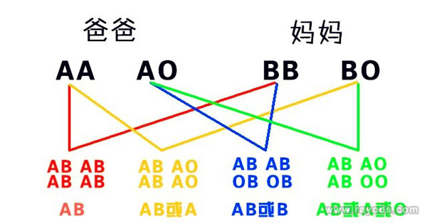血型遗传规律表是什么