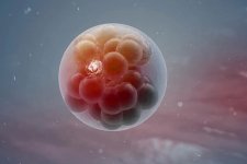 生男生女谁才是关键?妇产科医生分享最科学的回答