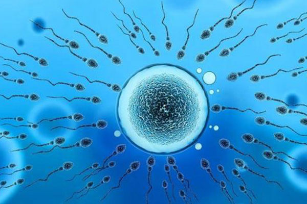 生男生女与男性精子质量有关系