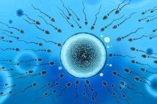 男人怎么调理精子生男孩，这三种补精方法快来看