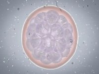 详细解析融合胚胎和囊胚的区别，哪个好、成功率对比就知道