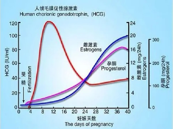 试管移植hcg翻倍规律