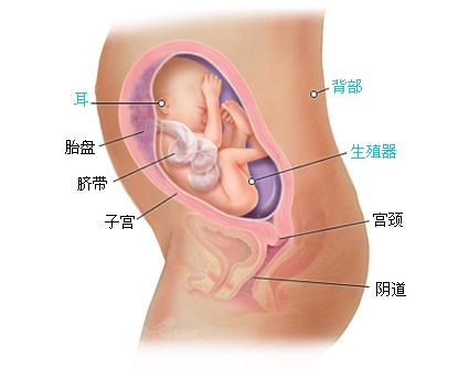 怀孕26周（怀孕第176天）胎儿的变化