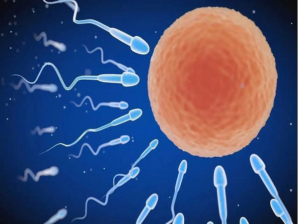 生男孩和生女孩的几率各占50%