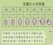 孕囊大小对照表50天，孕囊形状暗示生男生女