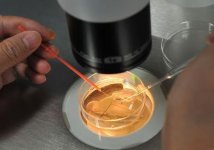 养囊第二天没出囊还有希望，但要受精卵异常可能停止发育