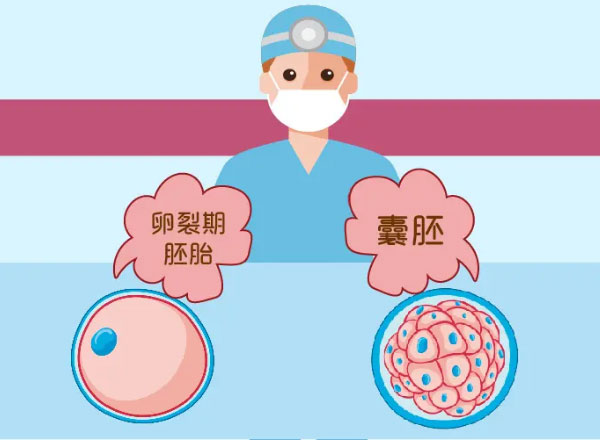养囊第3天就会有囊胚的生长