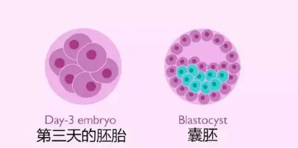 高龄女性做试管就可以养囊