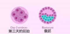 养囊第八天没通知失败还是成功？没出结果可能是这个原因