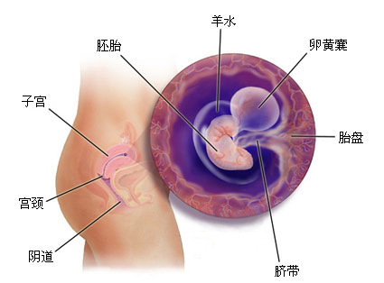 怀孕1一9月 （36周）肚子变化图片