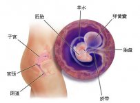 怀孕1一9月 （36周）肚子变化图片