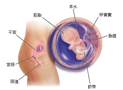 怀孕1一9月 （36周）肚子变化图片
