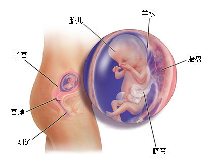 怀孕1一9月 （36周）肚子变化图片