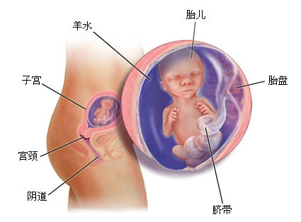 怀孕1一9月 （36周）肚子变化图片