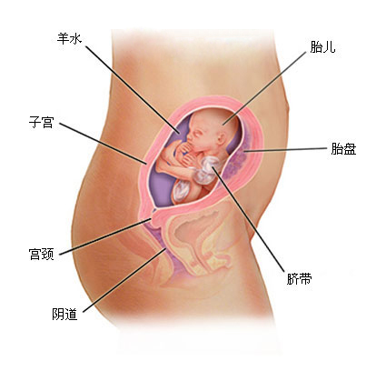 怀孕1一9月 （36周）肚子变化图片