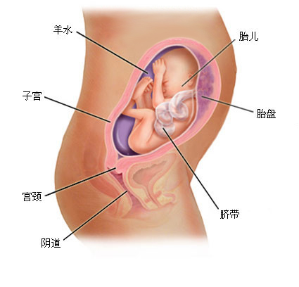 怀孕1一9月 （36周）肚子变化图片