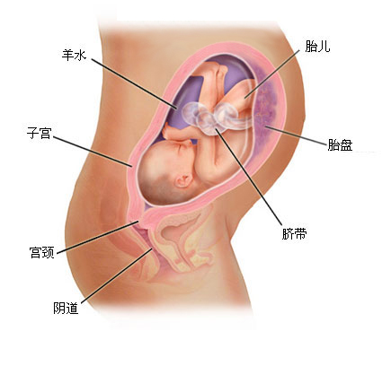 怀孕1一9月 （36周）肚子变化图片