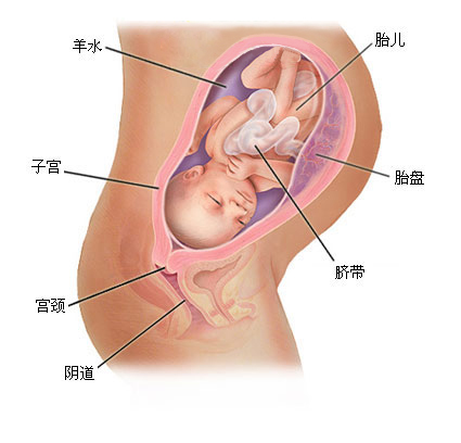 怀孕1一9月 （36周）肚子变化图片