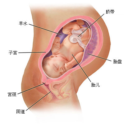 怀孕1一9月 （36周）肚子变化图片
