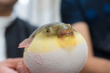 孕妇用橄榄油的手法